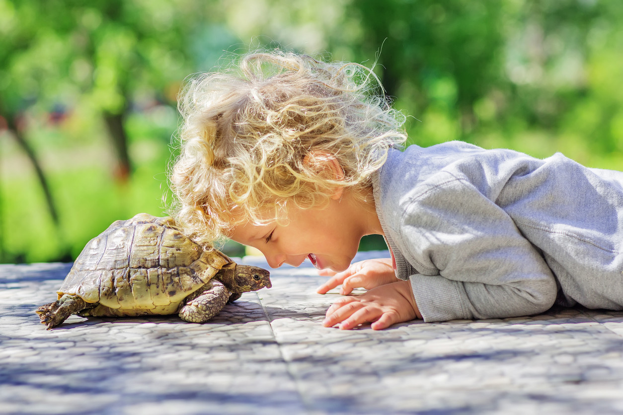 mascotas para ninos tortugas mascotas para ninos tortugas