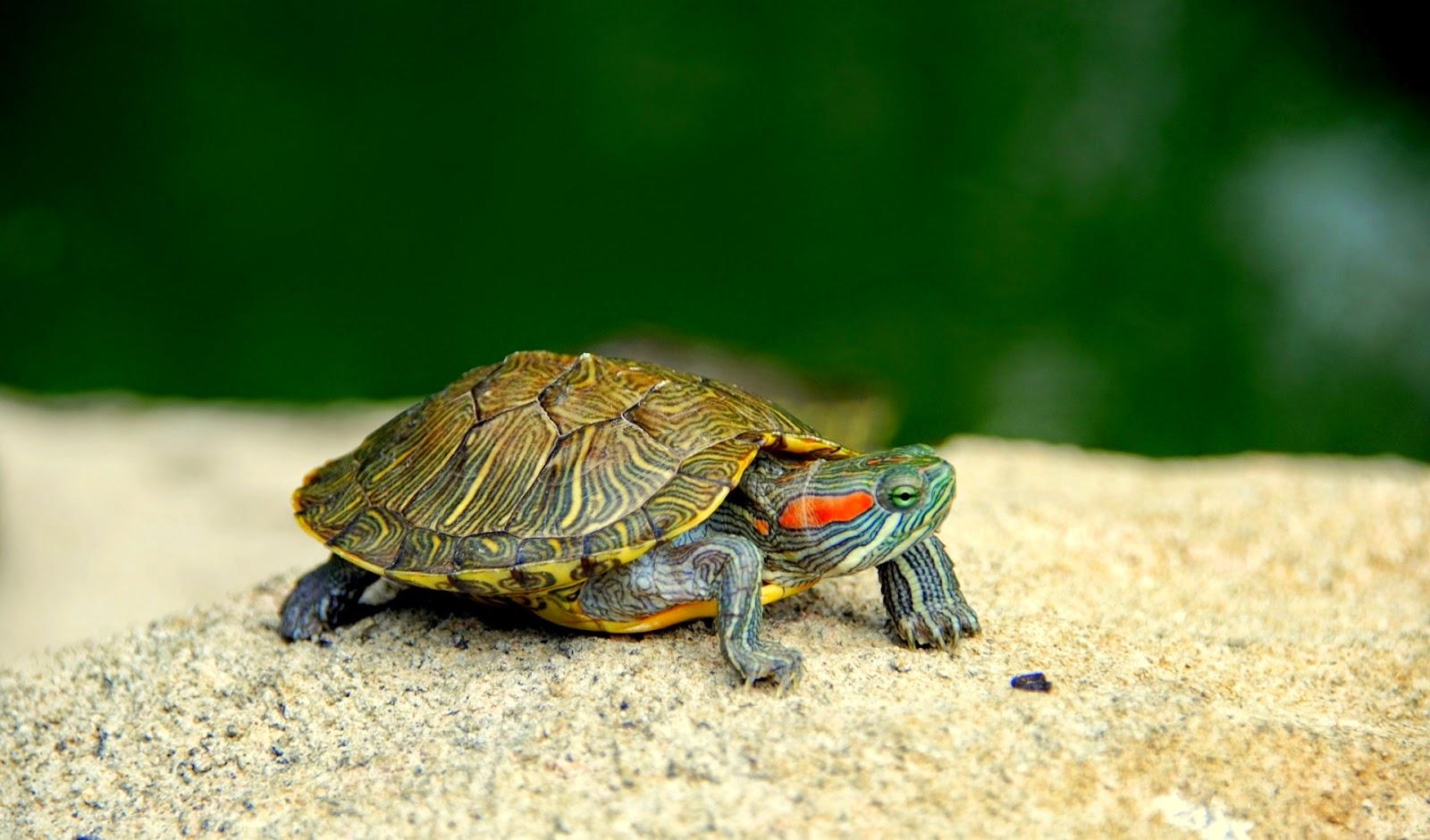 tortuga mascota para ninos de agua