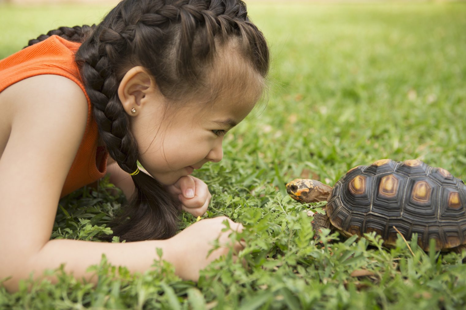 tortuga mascota para ninos de tierra