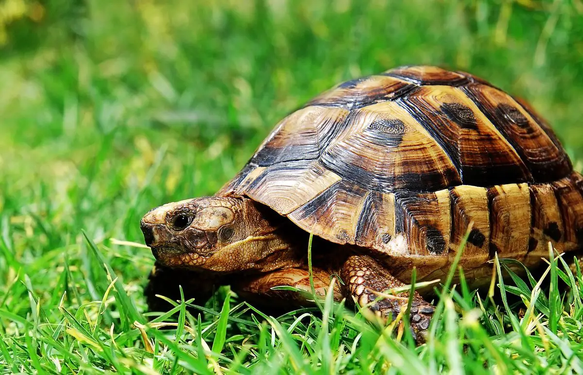 tortuga mascota para ninos especies de tierra