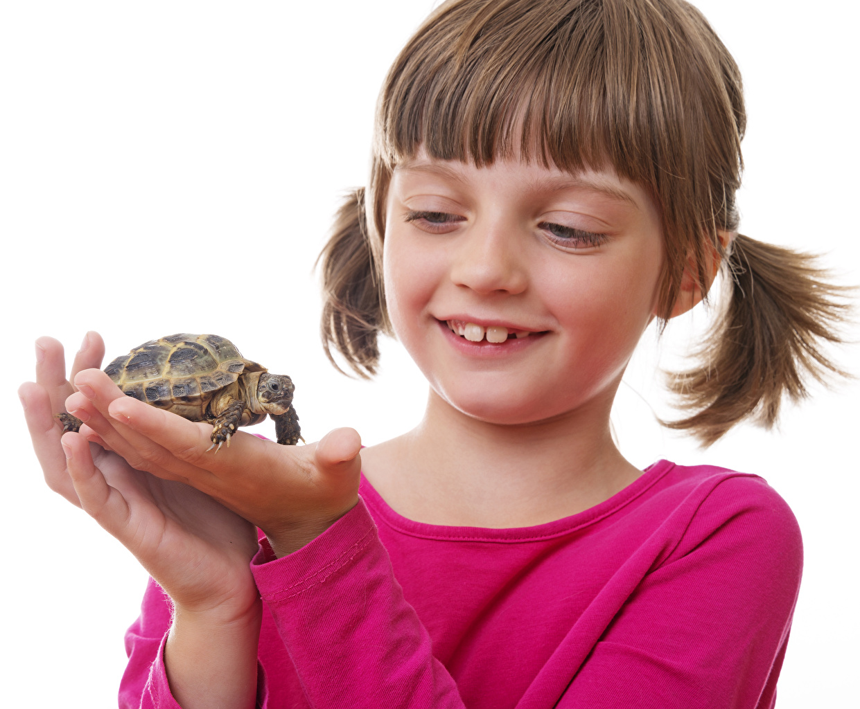 tortuga mascota para ninos