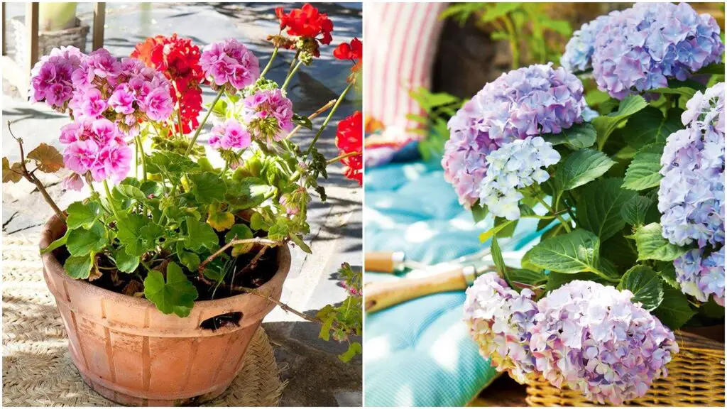 Plantas para jardines pequeños