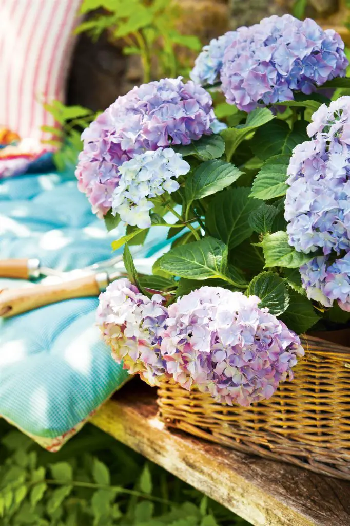 Plantas para jardines pequeños Plantas para jardines pequeños