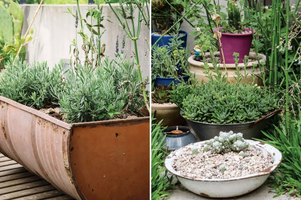 Plantas para jardines pequeños Plantas para jardines pequeños