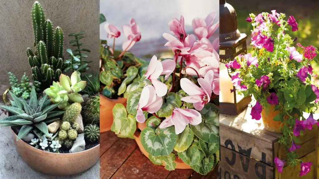 Plantas para jardines pequeños Plantas para jardines pequeños