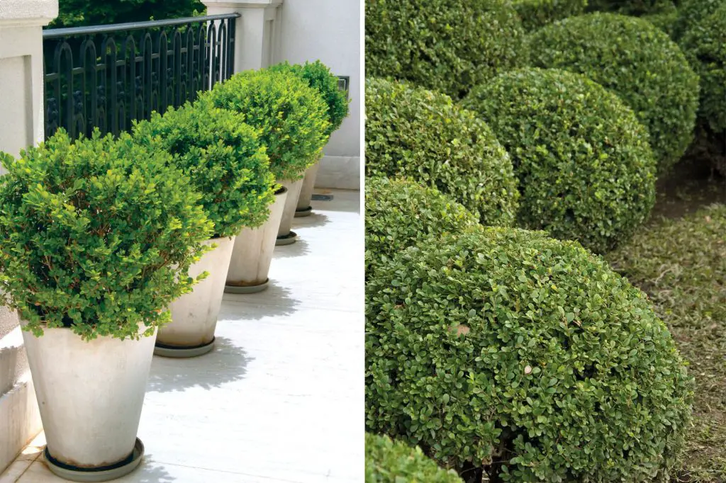 Plantas para jardines pequeños Plantas para jardines pequeños