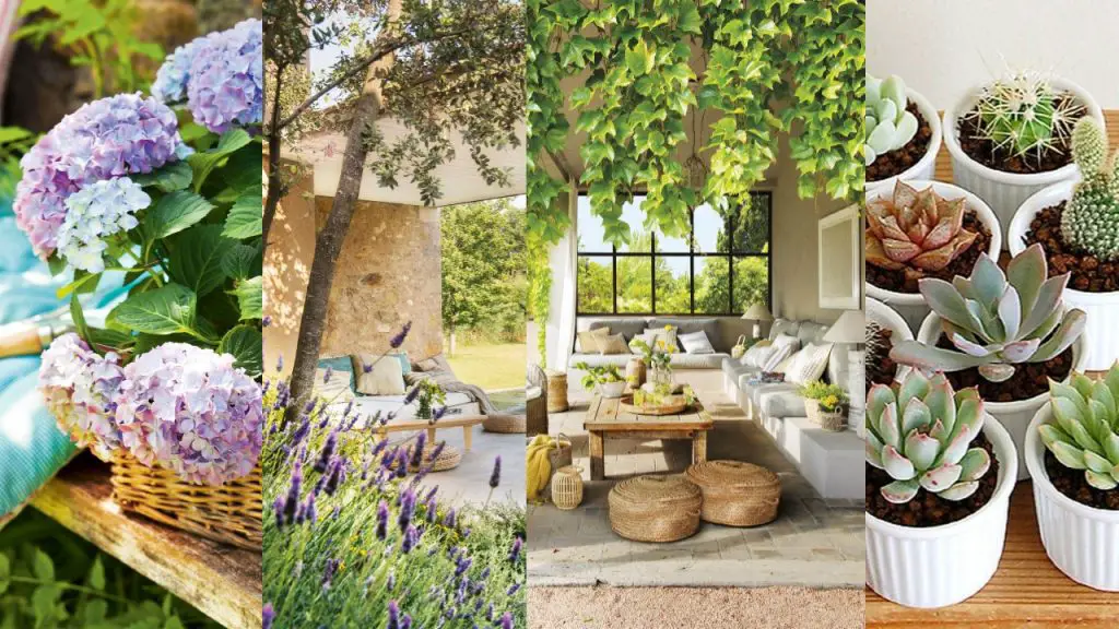 Plantas para jardines pequeños Plantas para jardines pequeños