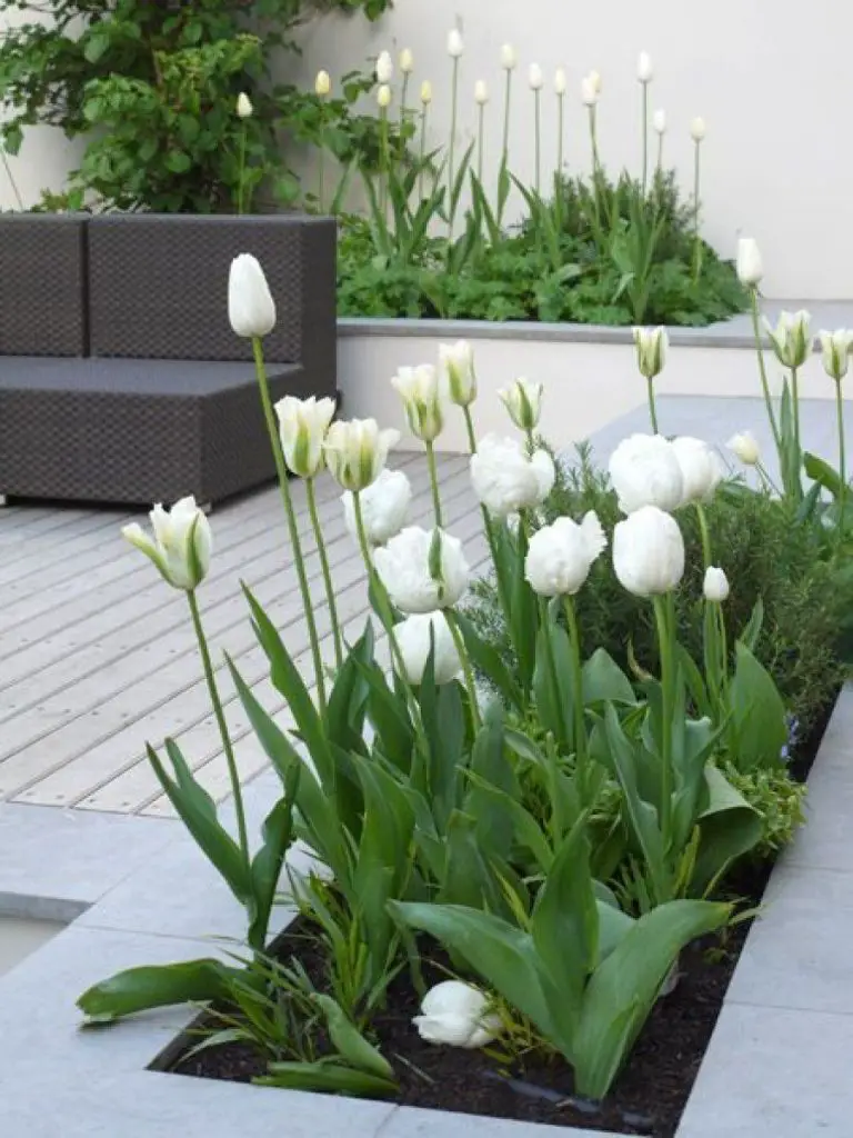 Plantas para jardines Plantas para jardines