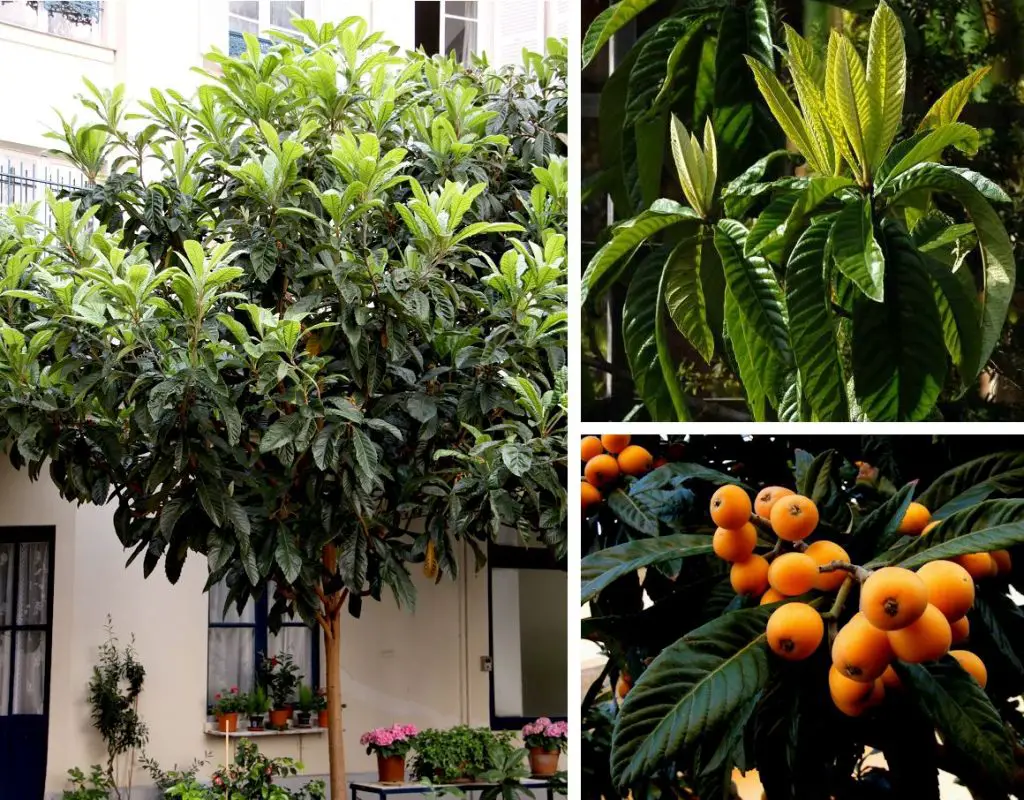 Plantas para jardines pequeños Plantas para jardines pequeños