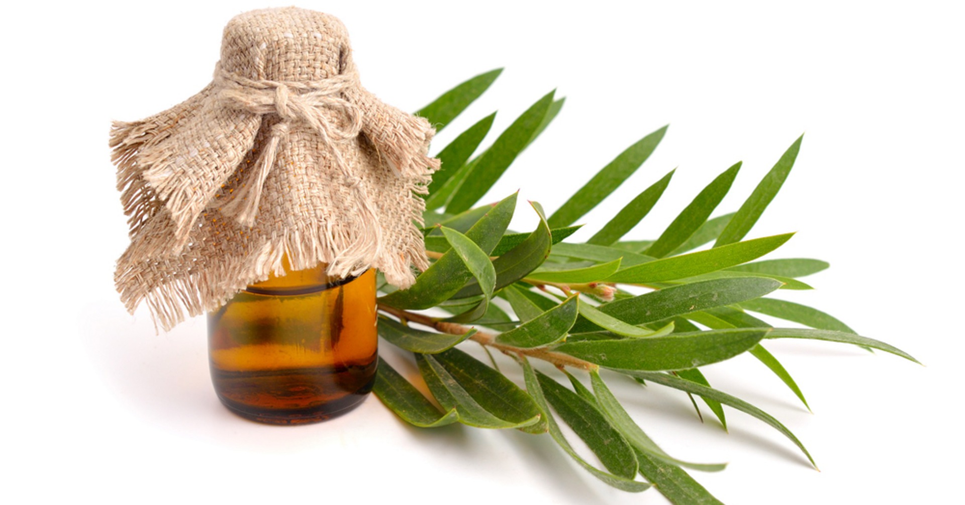 Aceite árbol de te 12