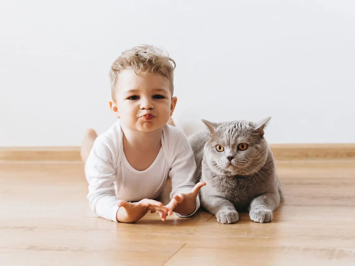 mejor gato para ninos beneficios mejor gato para ninos beneficios