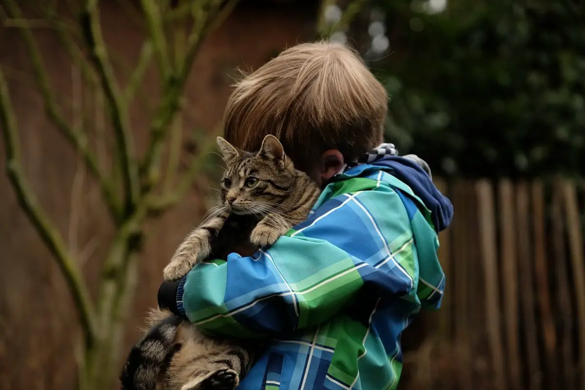 mejor gato para ninos cuidados mejor gato para ninos cuidados
