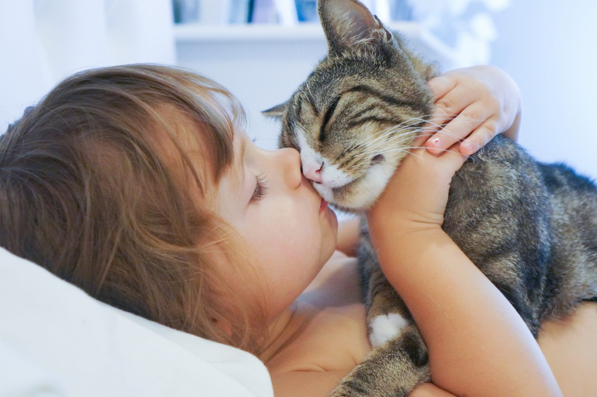 mejor gato para ninos