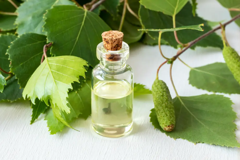 aceite de abedul general