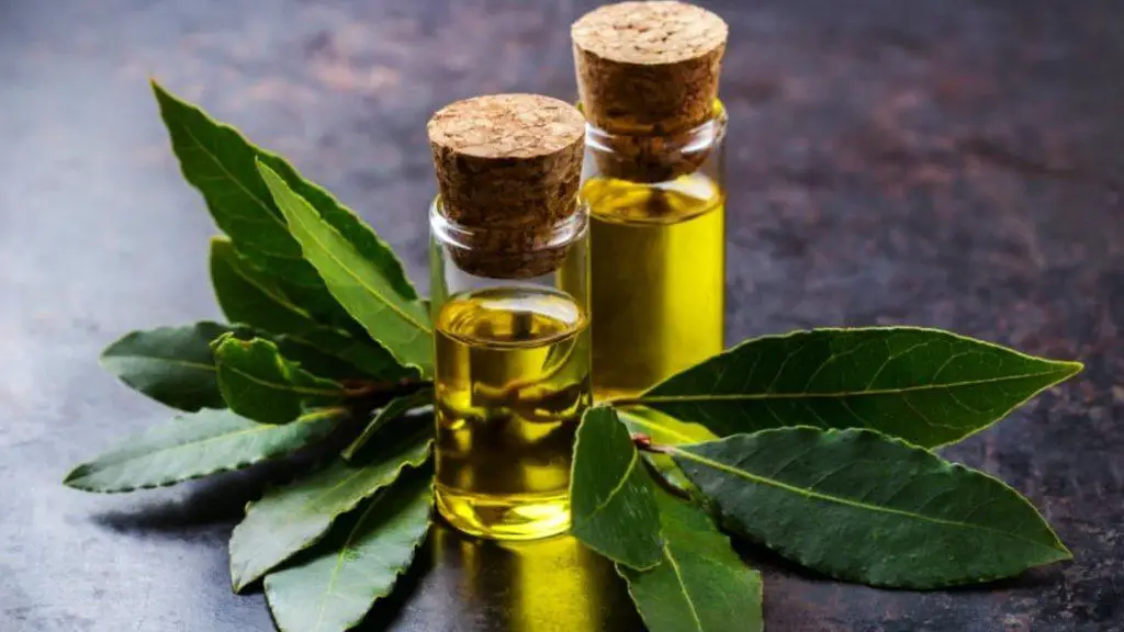aceite de laurel 1