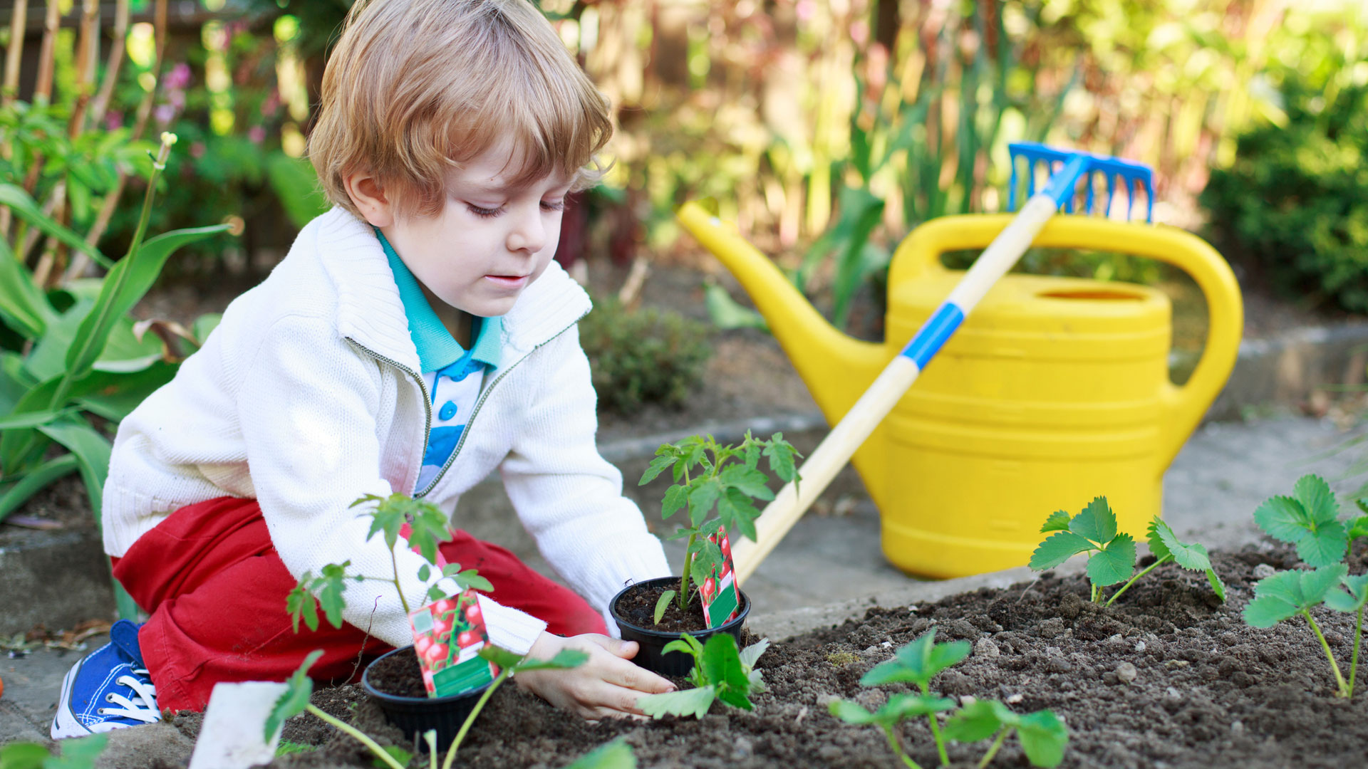 actividades para ninos de preescolar siembra una planta actividades para ninos de preescolar siembra una planta
