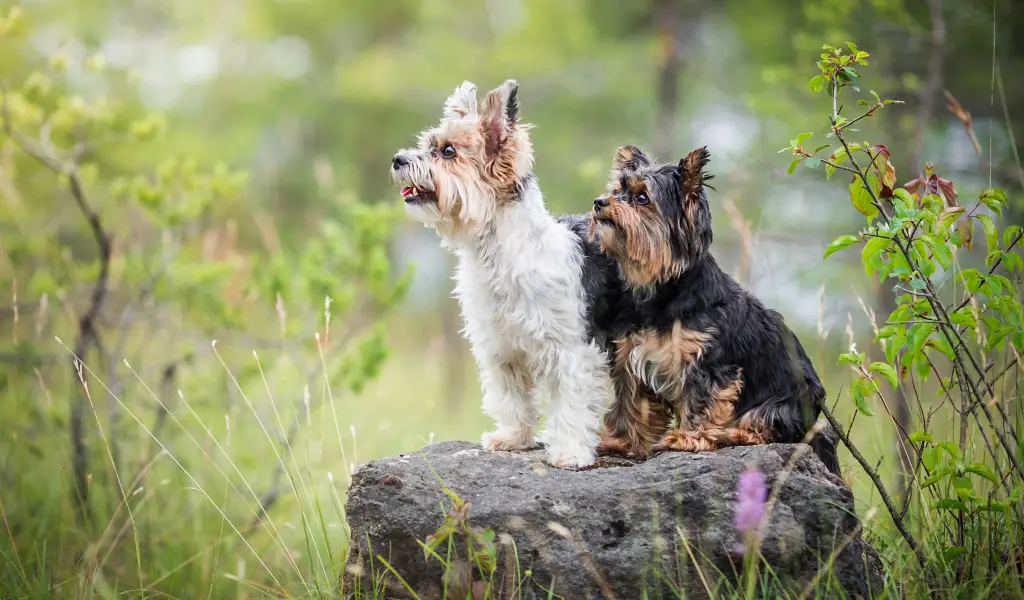 perros para niños