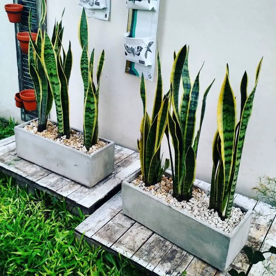 Planta lengua de suegra 1