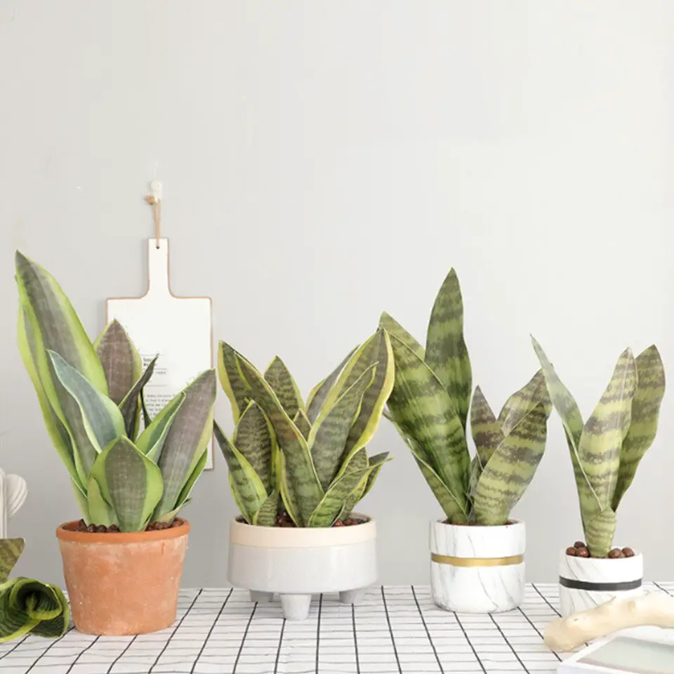Planta lengua de suegra 2