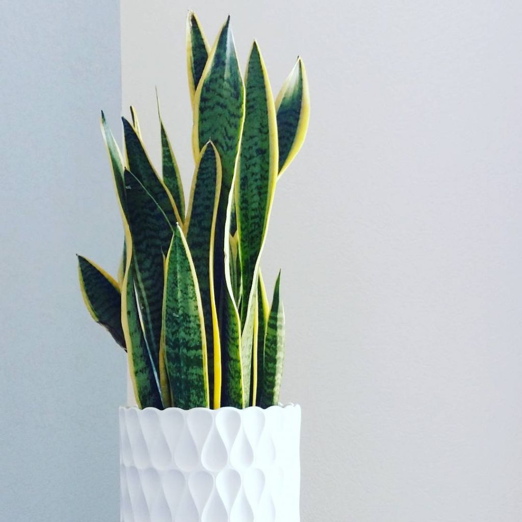 Planta lengua de suegra 3