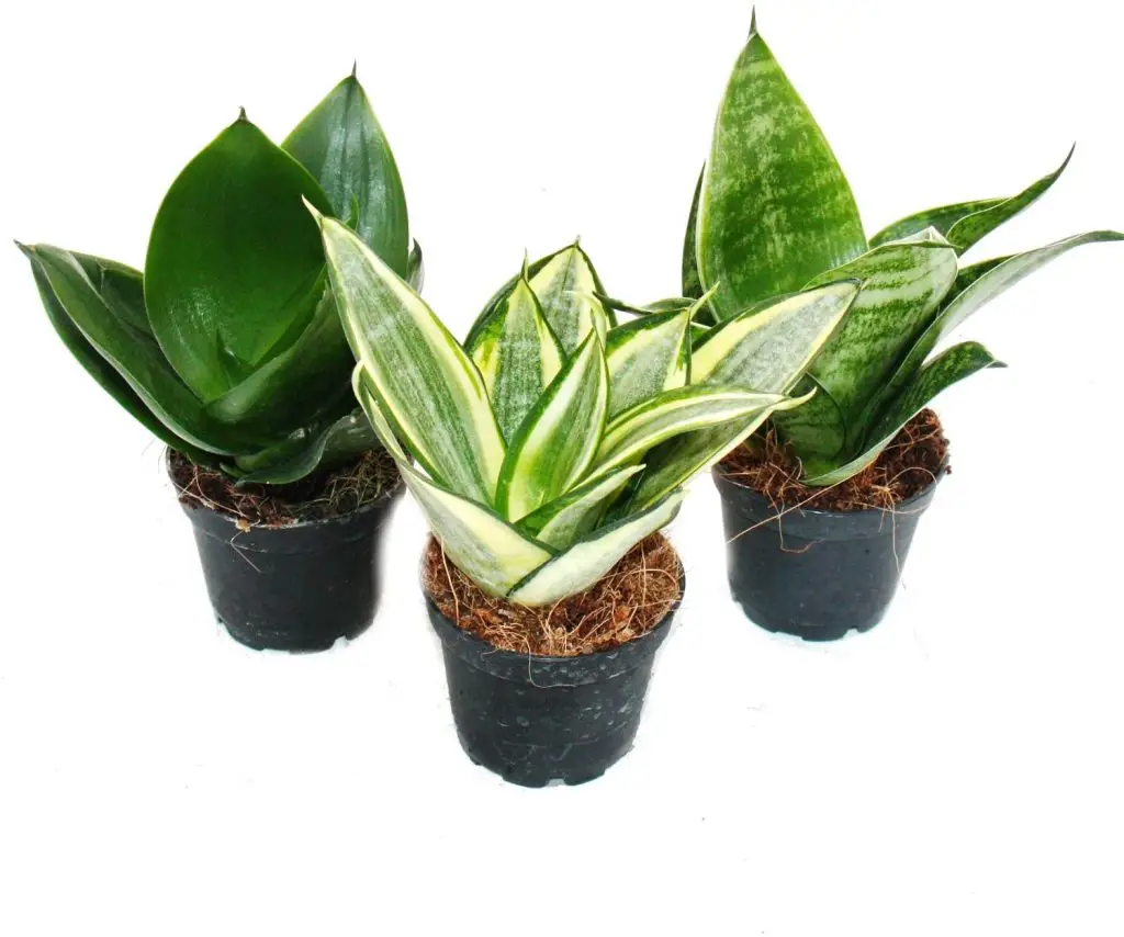Planta lengua de suegra 4