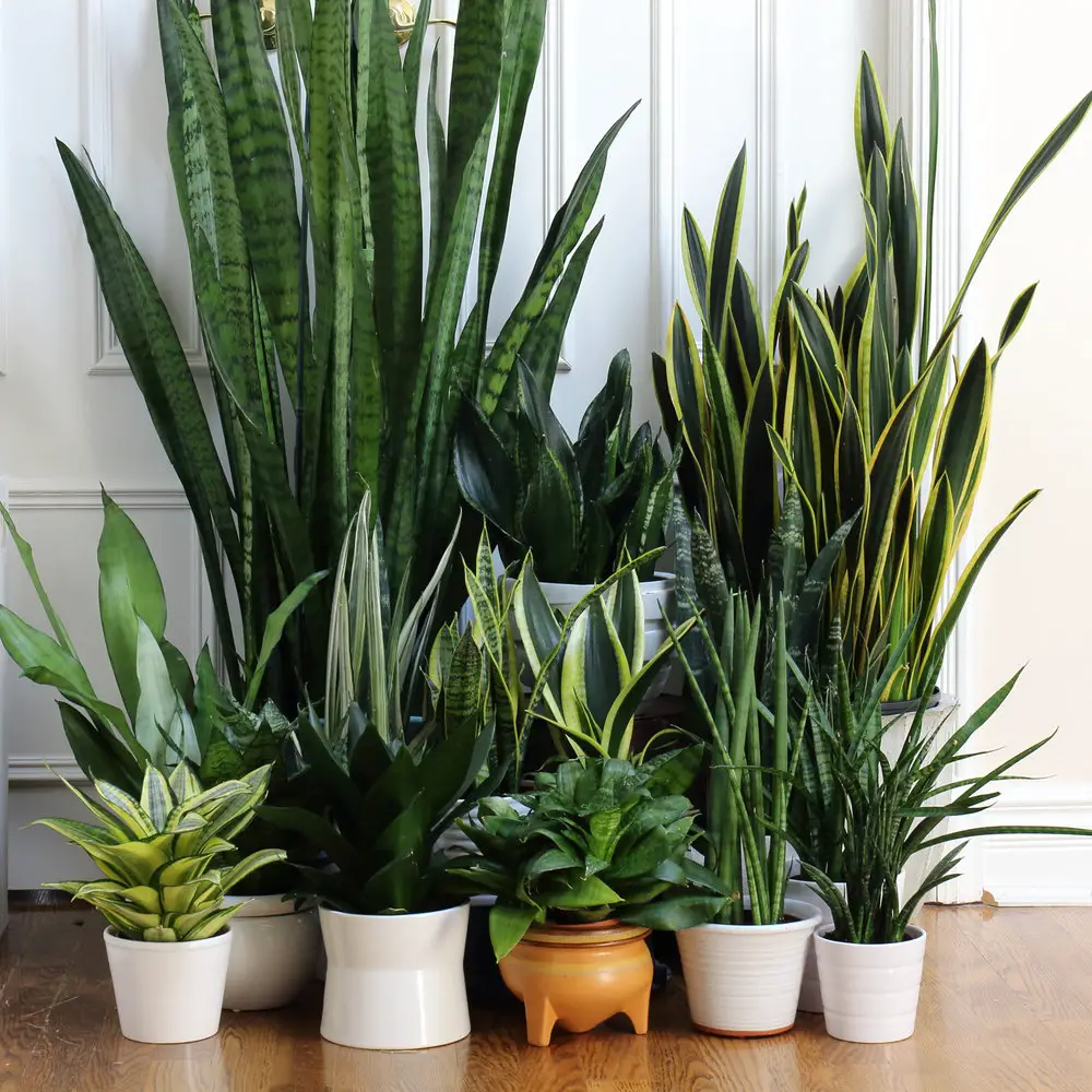 Planta lengua de suegra 5