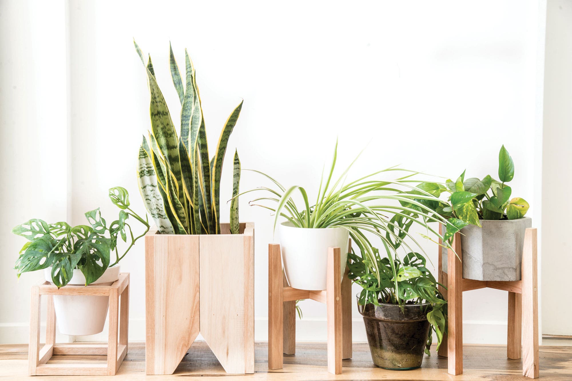Planta lengua de suegra 9