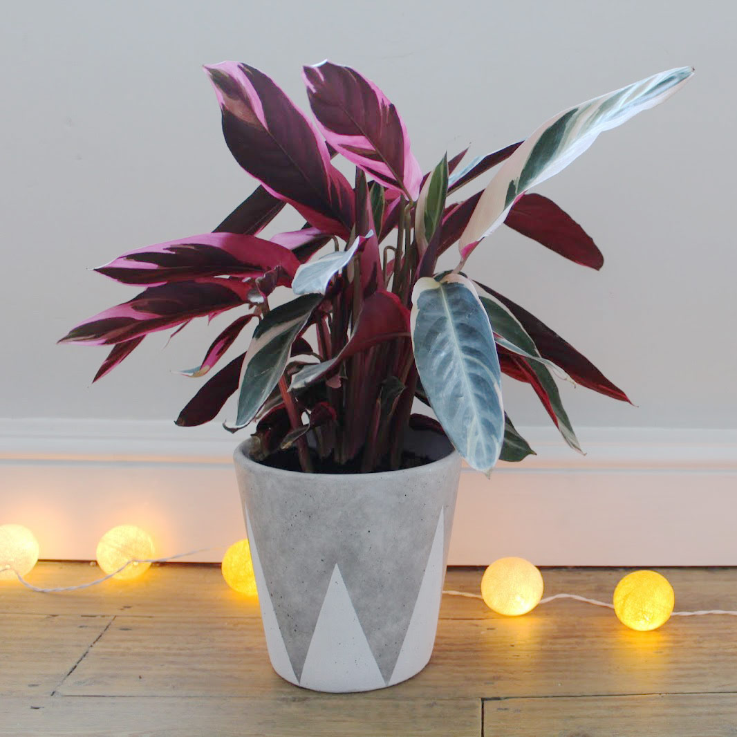 Plantas Calathea 1