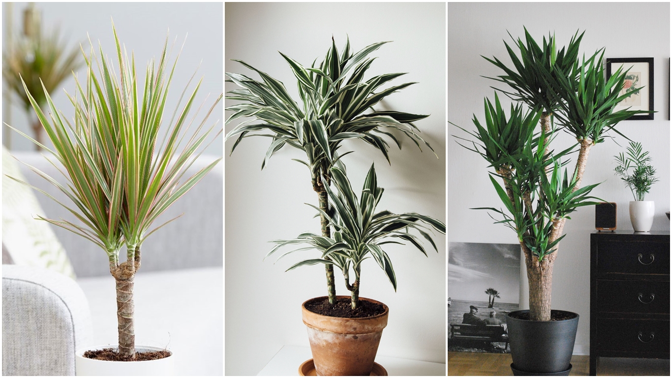 Plantas Dracenas