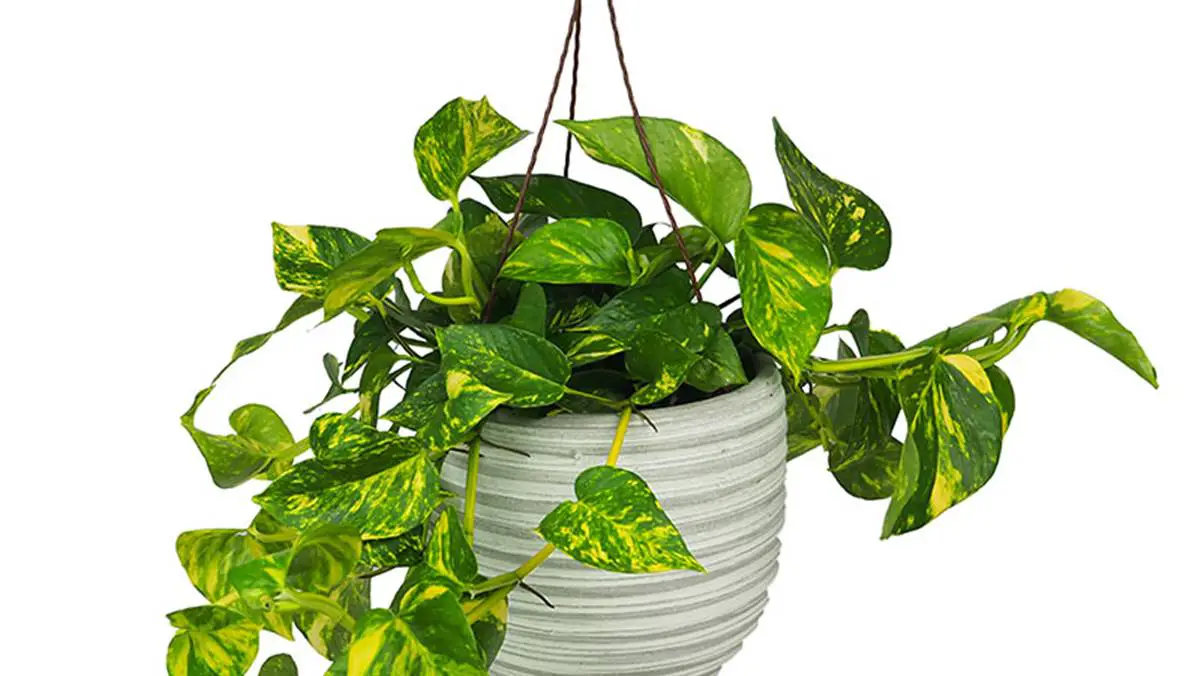 Potus plantas 3