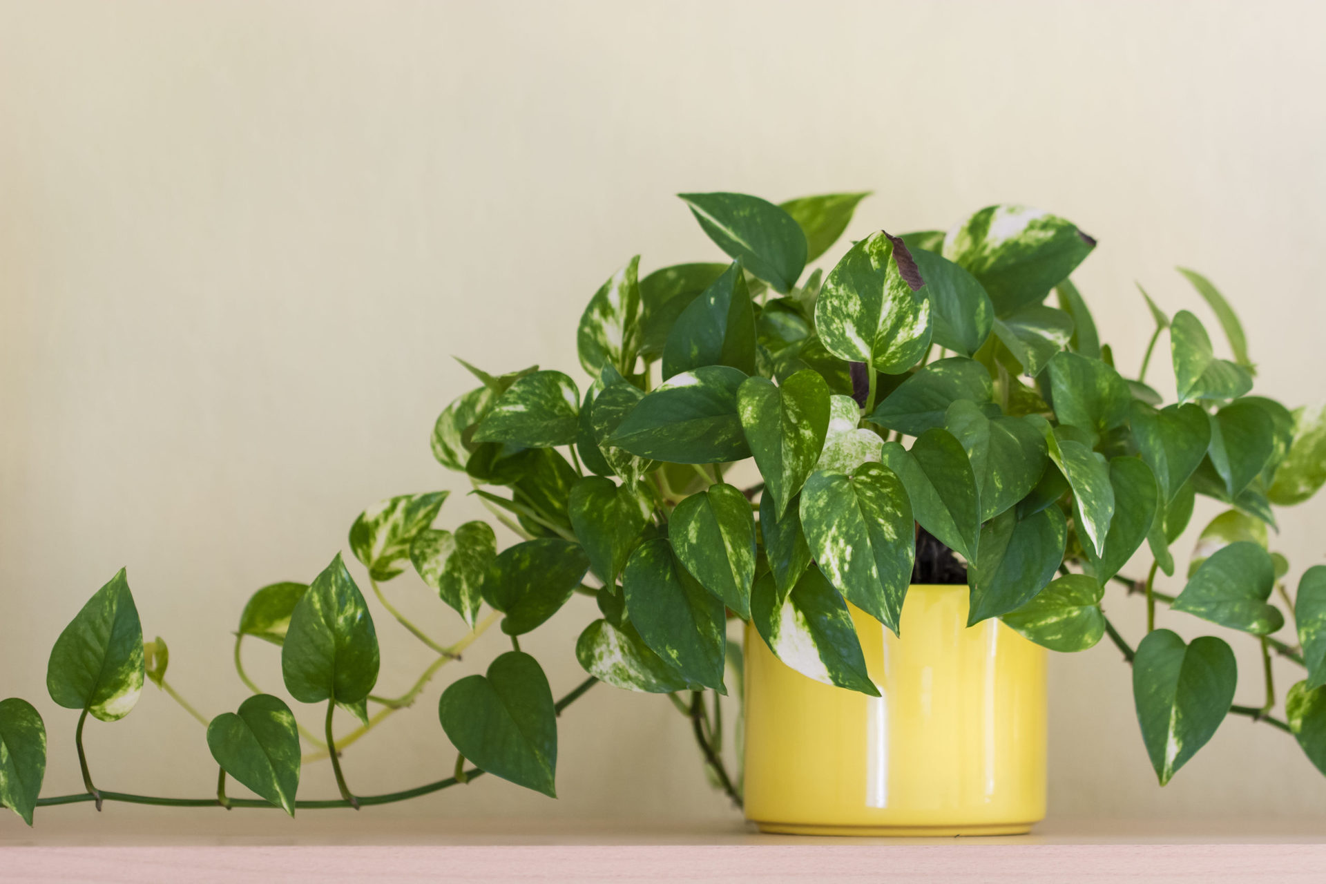 Potus plantas 4
