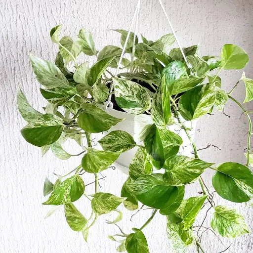 Potus plantas 5