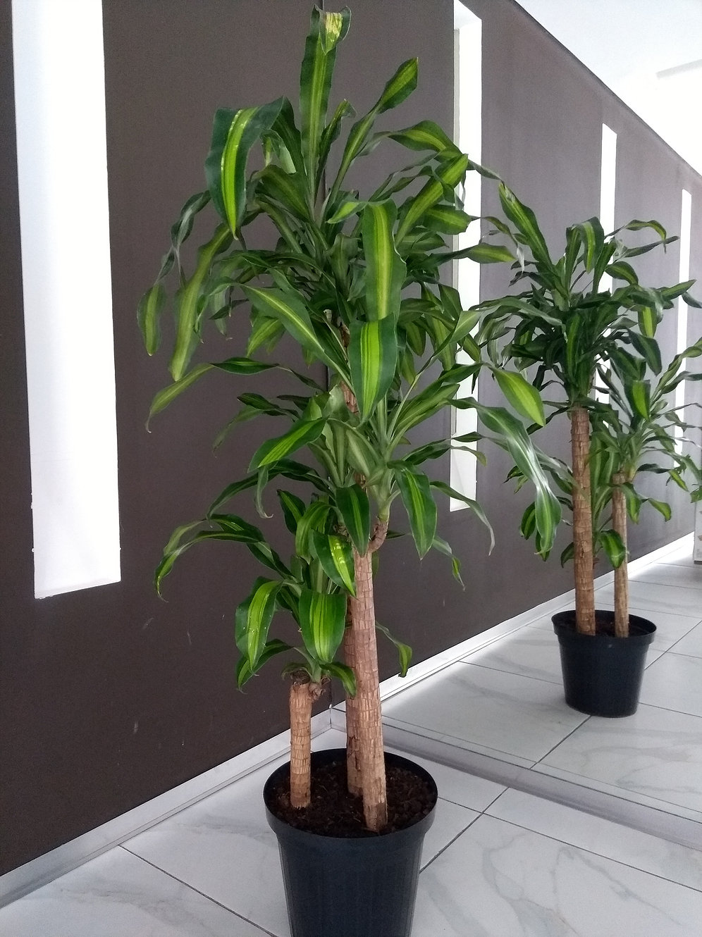 árbol de interior 10