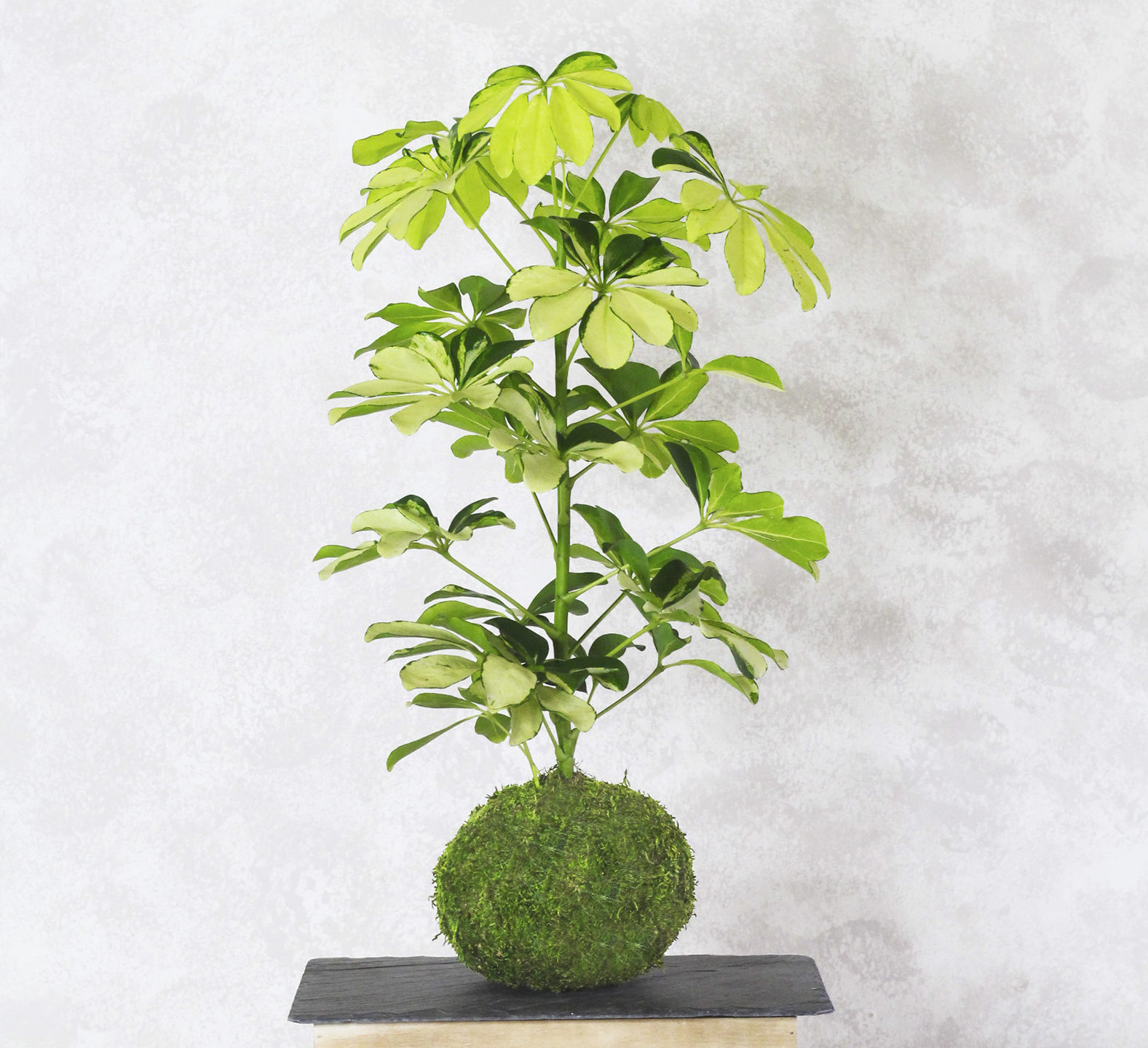 árbol de interior 7