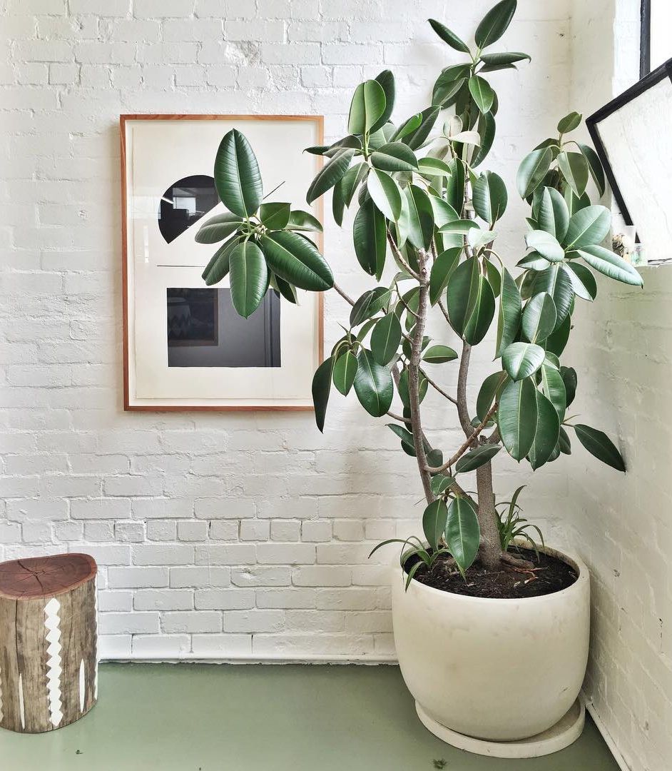 árbol de interior 9