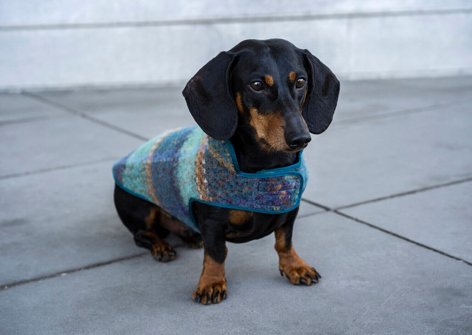 dachshund dachshund