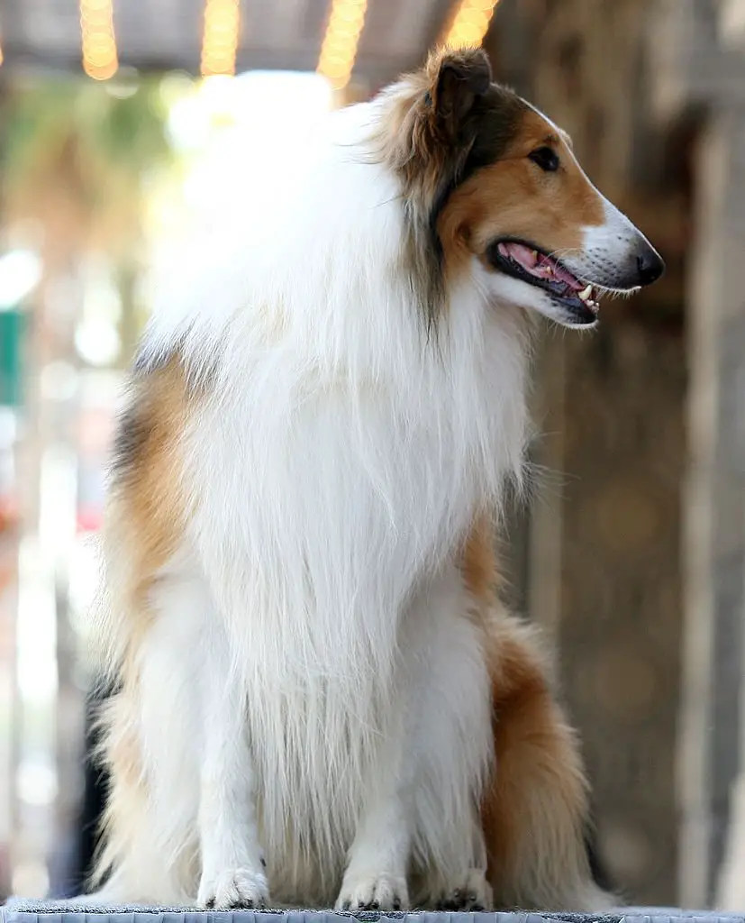 lassie nombres para perritas lassie nombres para perritas