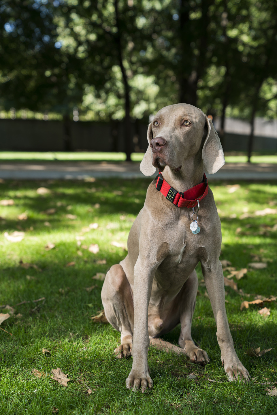 nombres alemanes para perros alemanes nombres alemanes para perros alemanes