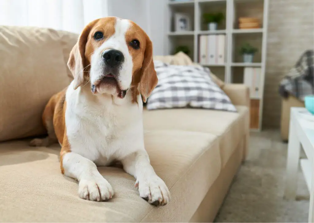 nombres alemanes para perros con caracter nombres alemanes para perros con caracter