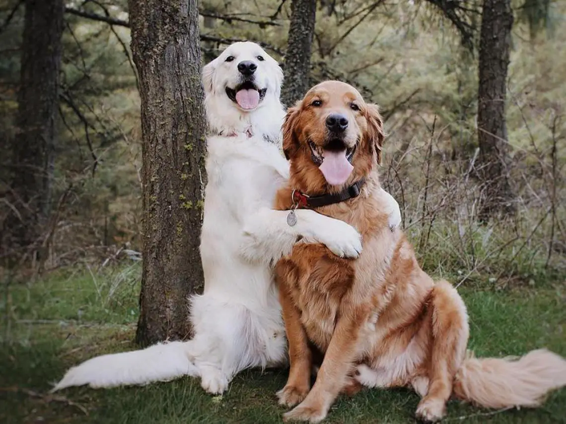 nombres alemanes para perros machos nombres alemanes para perros machos
