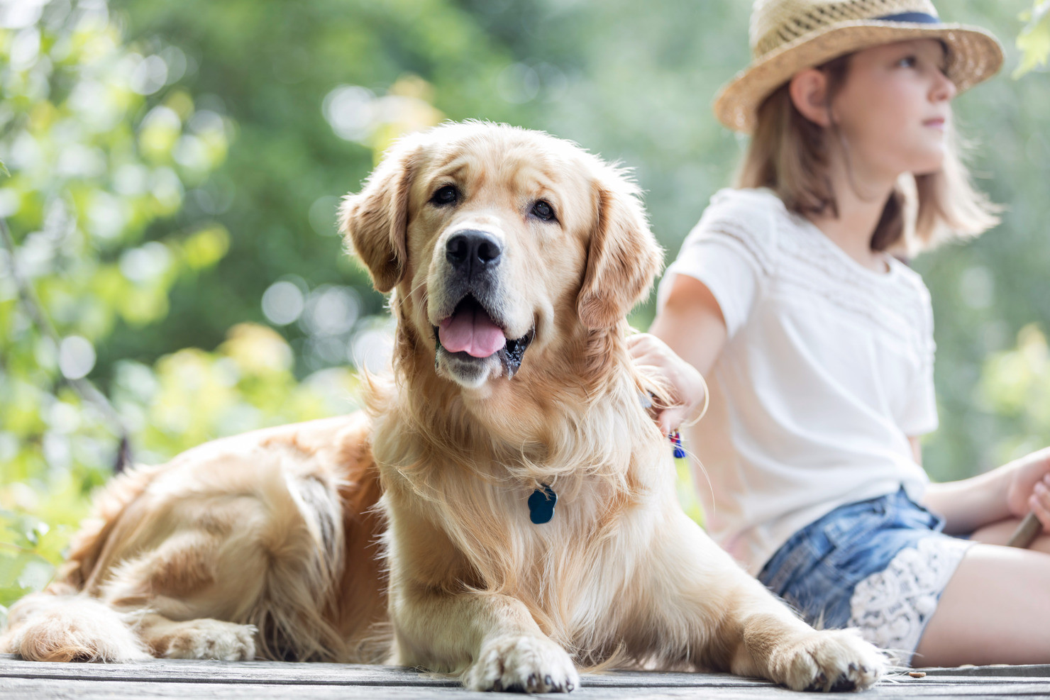 nombres alemanes para perros originales nombres alemanes para perros originales