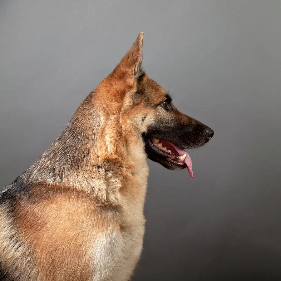 nombres alemanes para perros pastor aleman nombres alemanes para perros pastor aleman
