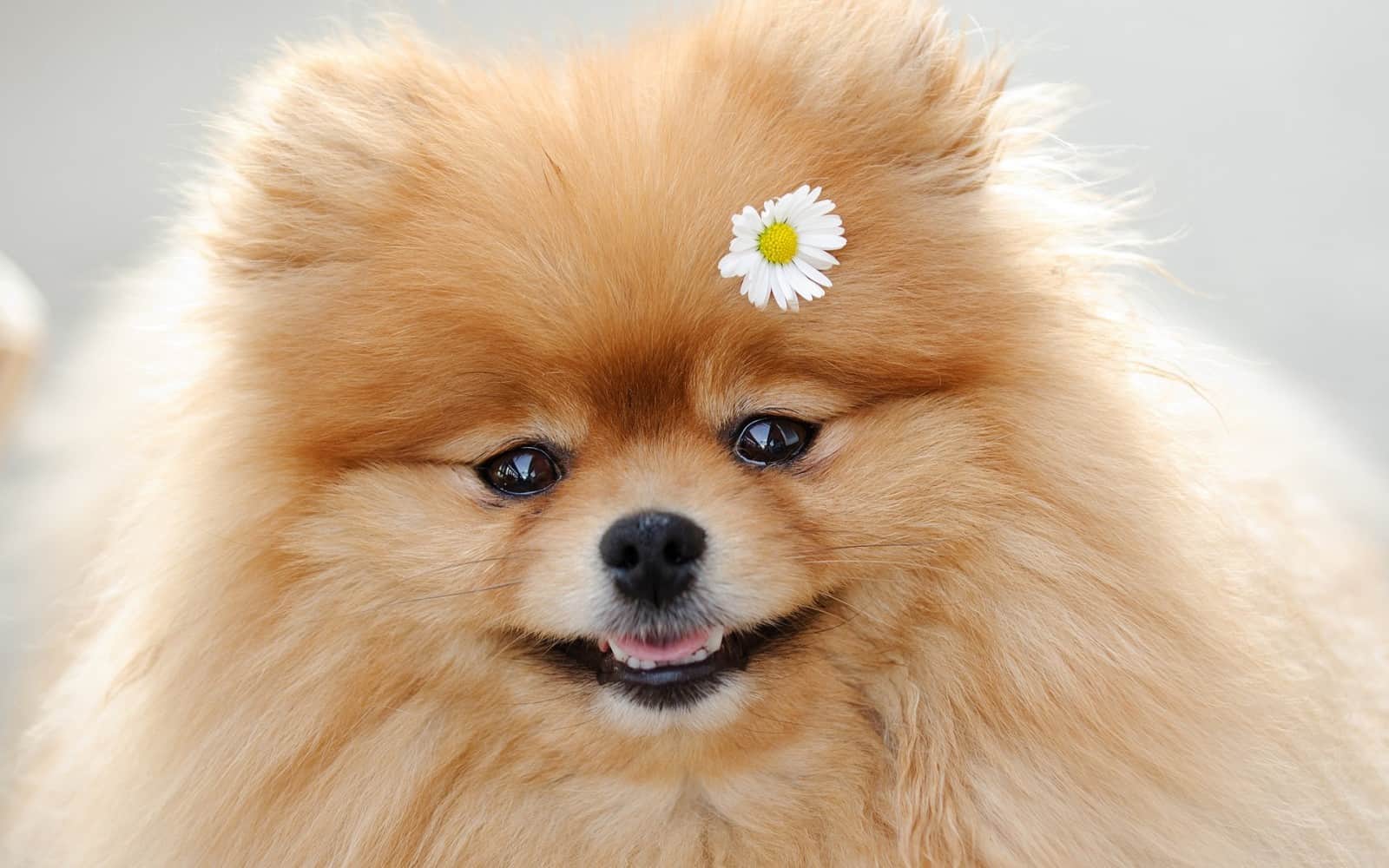 nombres alemanes para perros pomerania nombres alemanes para perros pomerania