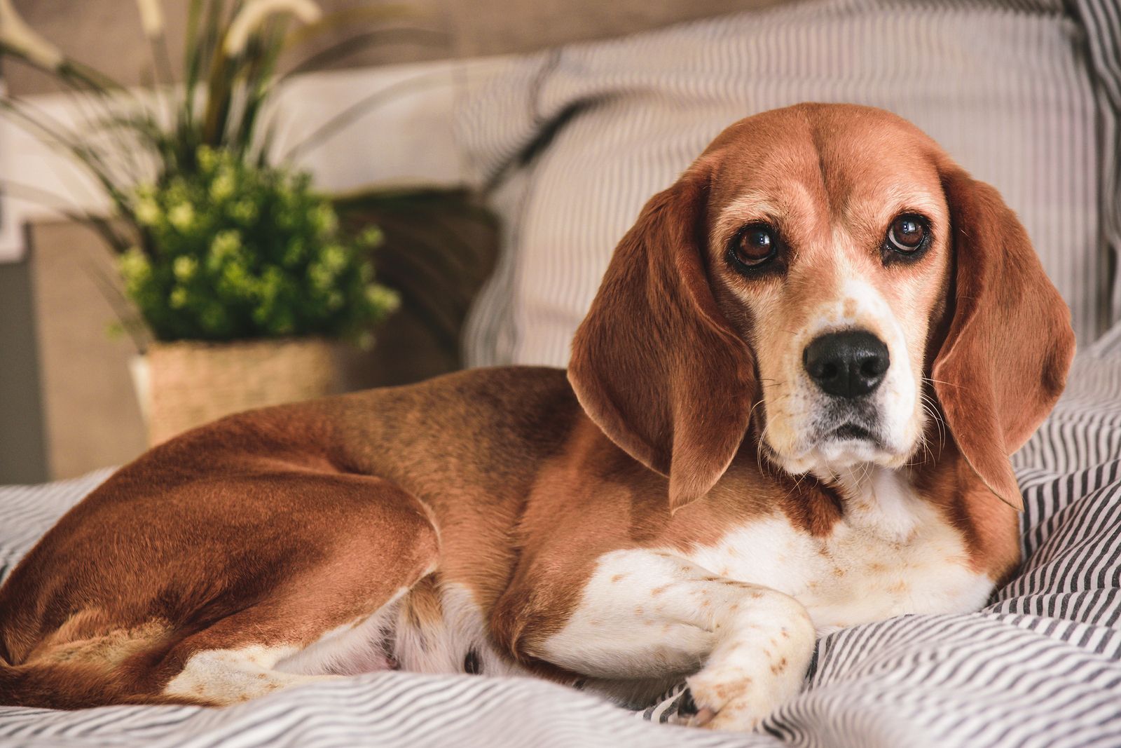 nombres alemanes para perros unicos nombres alemanes para perros unicos