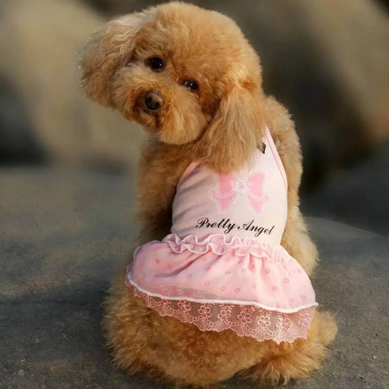 nombres para perritas en es nombres para perritas en es