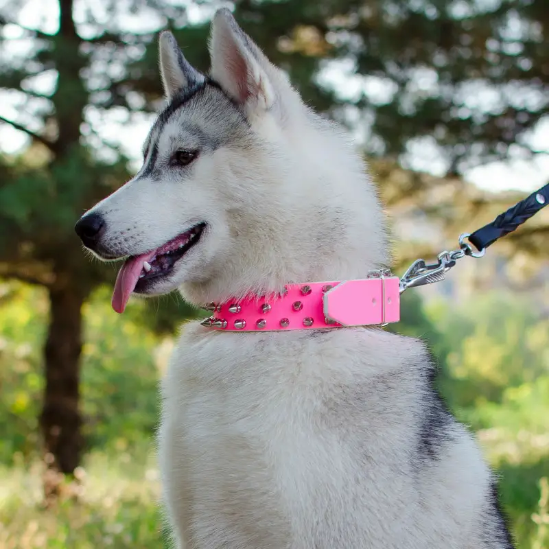 nombres para perritas en espanol raza grande nombres para perritas en espanol raza grande