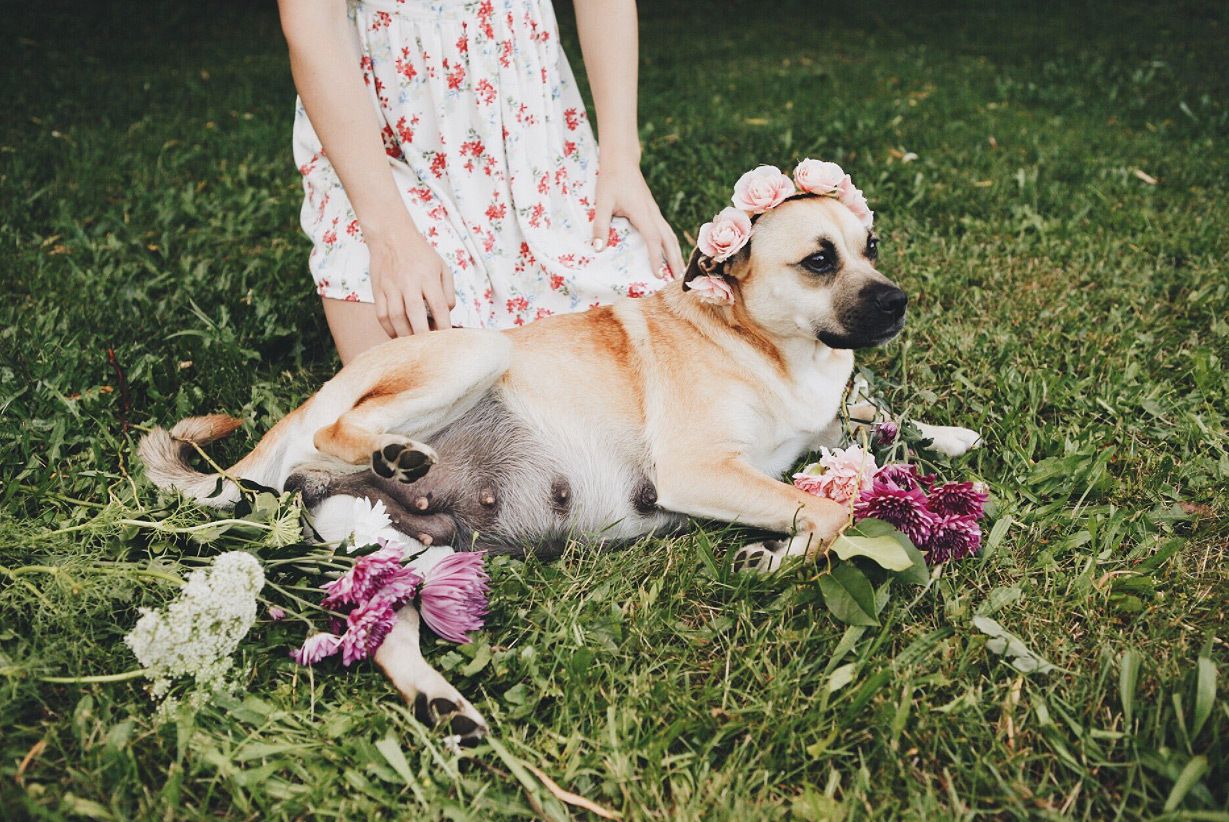nombres para perritas en italiano tiernos nombres para perritas en italiano tiernos