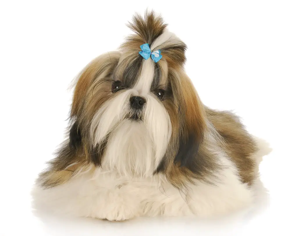 nombres para perritas nombres para perritas