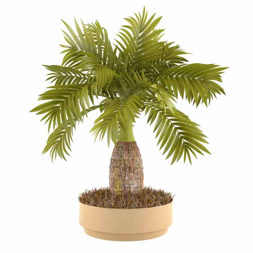 palmeras de interiores 6
