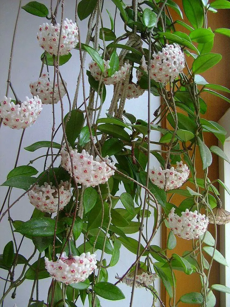 Planta trepadora interior 12